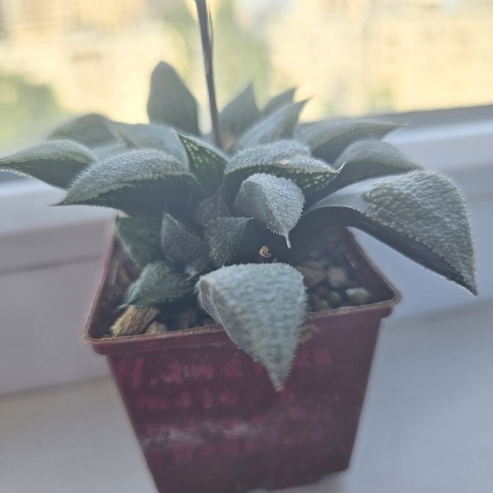 �������� esterhuizenii