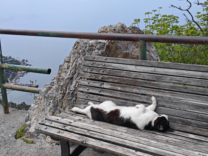 Крымский котик