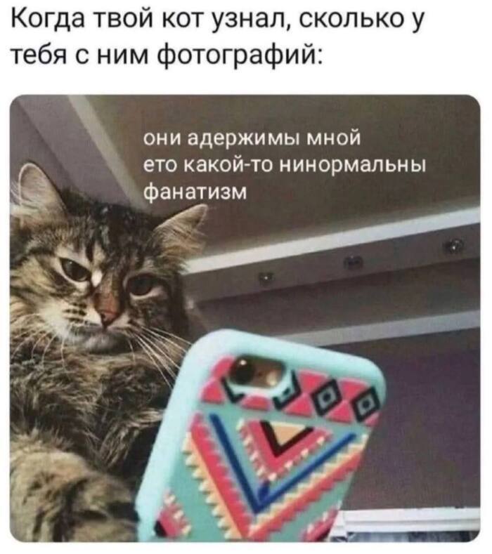 Кот живет со своим фан-клубом