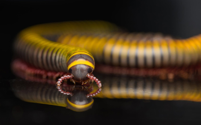 Полосатый кивсяк Anadenobolus monilicornis