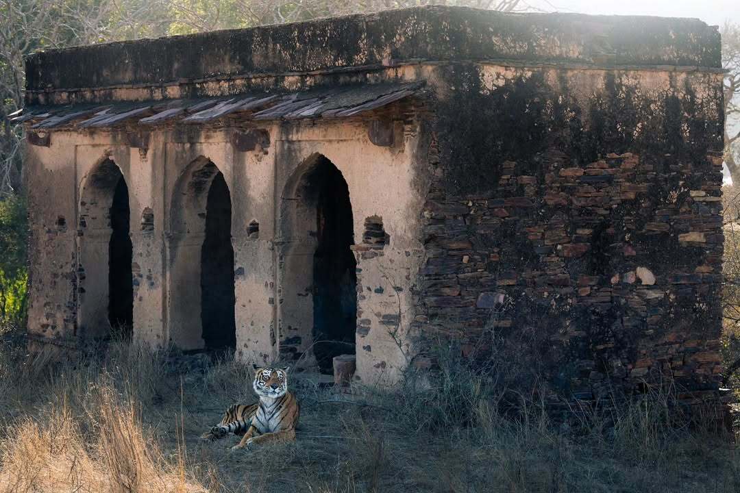 Guardian of the Ruins - Series Tigers, Bengal tiger, Tiger, Big cats, Cat family, Predatory animals, Wild animals, wildlife, National park, India, Ruin, The photo