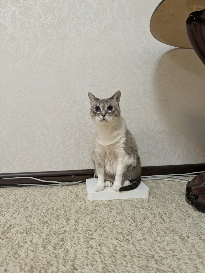 Загрузка котика в интернеты