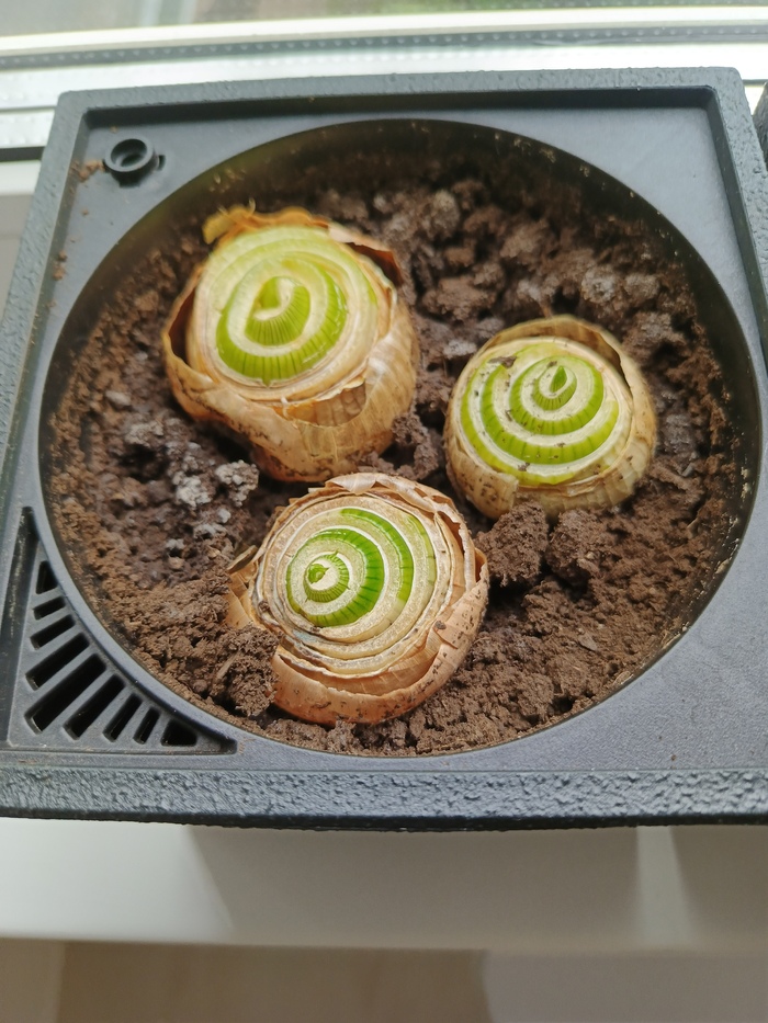 ��� �� ����������� �� 2 ������!