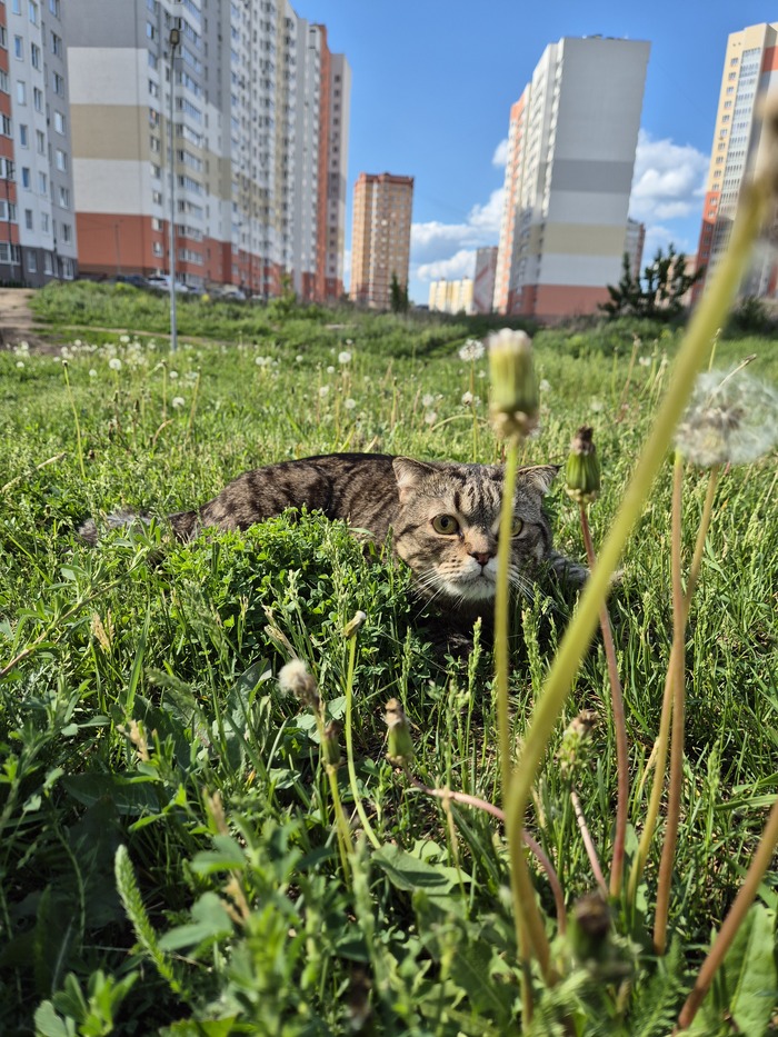 Одуванчик расцвёл