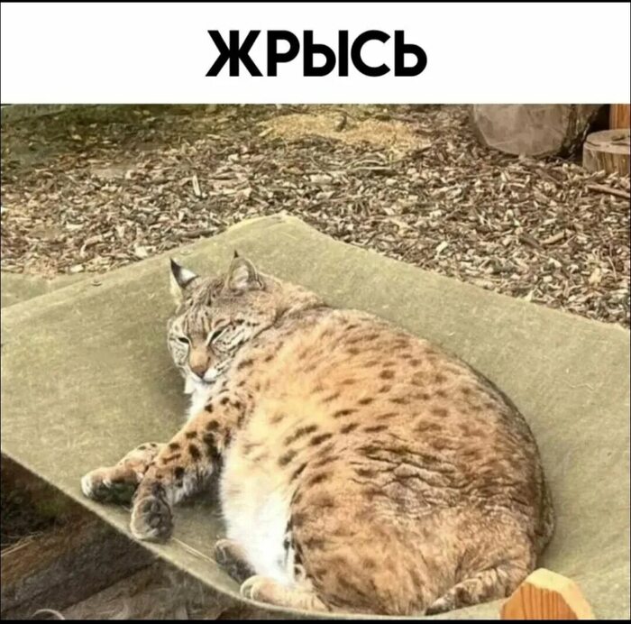 ���� ����������, �����...