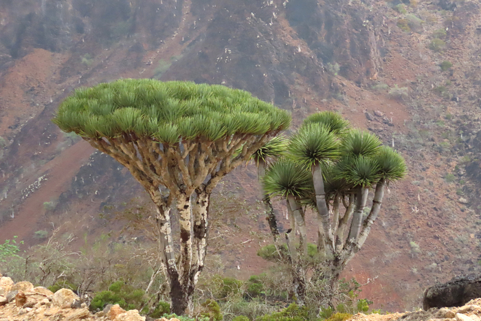 ������� ���������-������� (Dracaena cinnabari). ���� ���������� �.