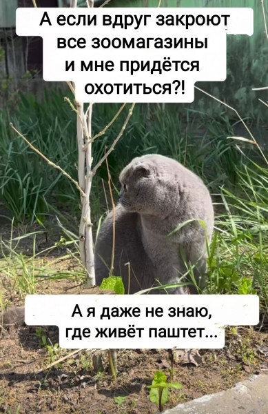 Где живет паштет?