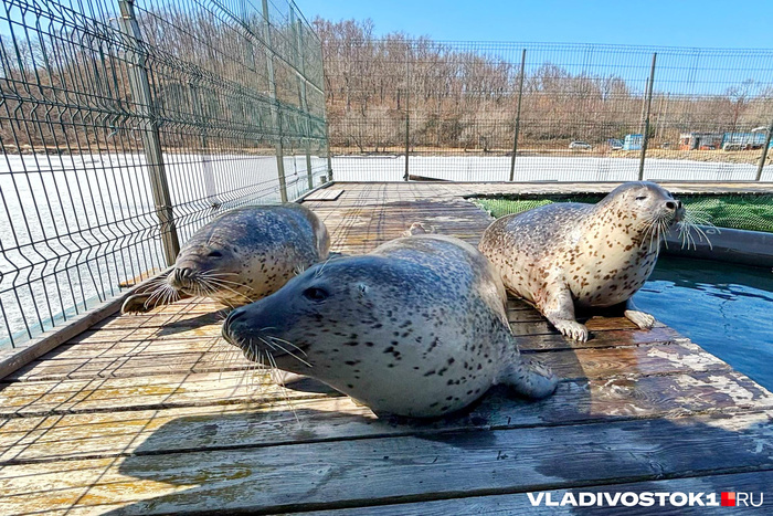 ��������: ����� ������ / <!--noindex--><a href="https://pikabu.ru/story/vsyo_kak_u_lyudey_istoriya_shesti_pyatnistyikh_larg_kotoryie_zhivut_lyubyat_i_uchatsya_v_primorskom_okeanariume_14014803?u=http%3A%2F%2FVLADIVOSTOK1.RU&t=VLADIVOSTOK1.RU&h=65ff03fe28c7228e4127e83457e6f4a14f0430f6" title="http://VLADIVOSTOK1.RU" target="_blank" rel="nofollow noopener">VLADIVOSTOK1.RU</a><!--/noindex-->