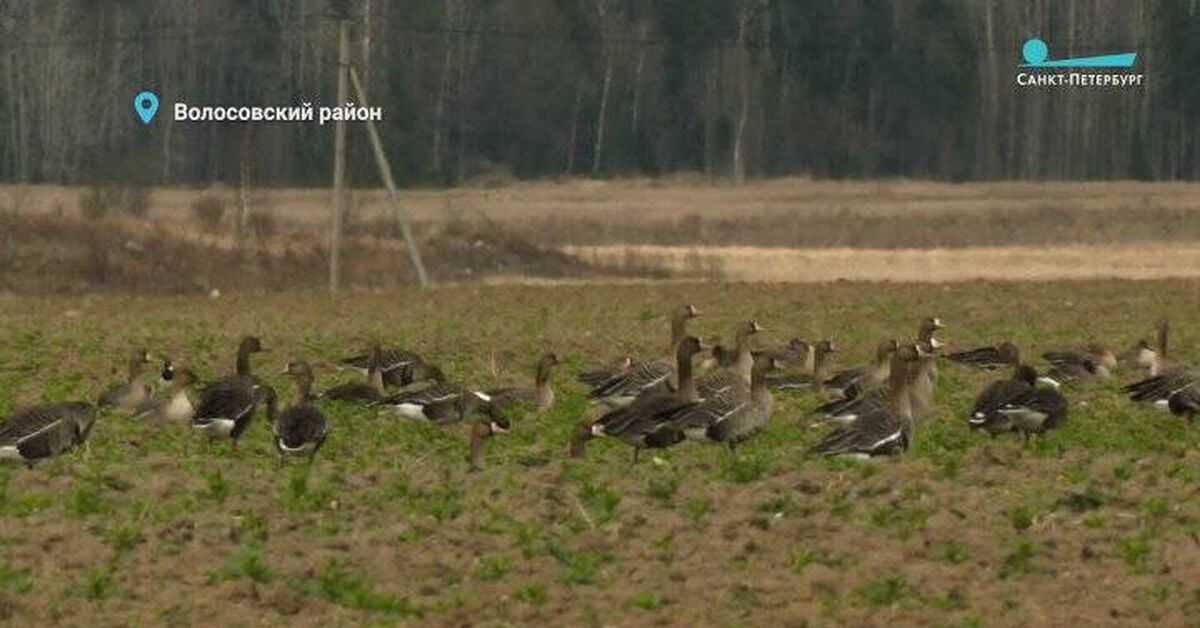 Forest News from Pavel Glazkov. Issue #233 - My, Гусь, Frogs, Wood grouse, Pavel Glazkov, Each creature has a pair, Video, Video VK