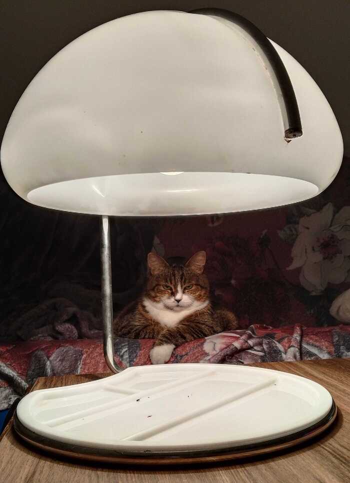 Кошь моя, фоткала жена тоже моя, тег "мое".