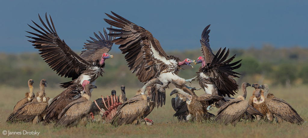 Fight in the buffet - Endangered species, Vulture, Birds, Predator birds, Wild animals, wildlife, Reserves and sanctuaries, South Africa, Remains, Bones, The photo