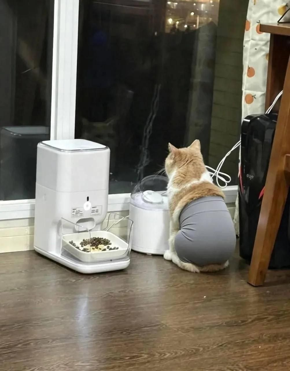 Just a cat in leggings, nothing out of the ordinary, keep scrolling. - Neural Network Content, Longpost, cat, Milota