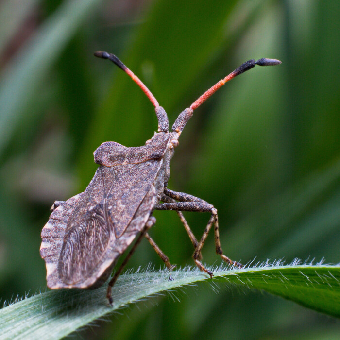 ������� ����������, ��� ������� ��������� (���. Coreus marginatus)
