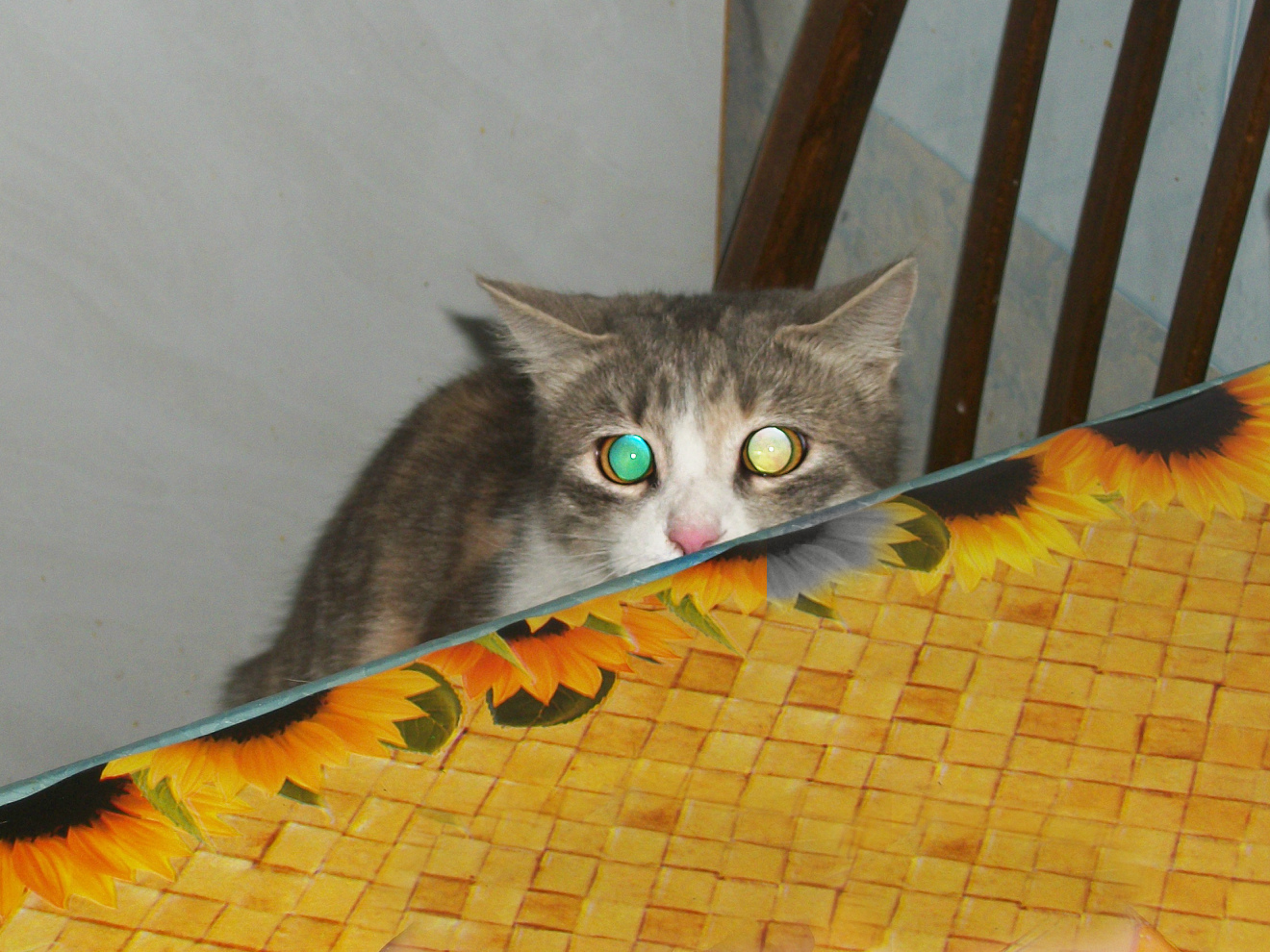 Traffic light - My, Mobile photography, cat, Eyes