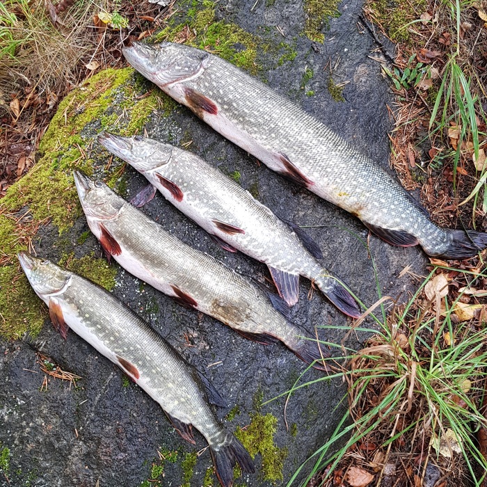 � ������ 4.3, ���� ���� ���������. 