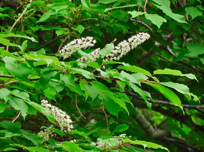Остров Кунашир, фото Е. Линник.
