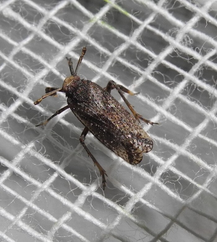 ������� ���������� (Asiraca clavicornis) �� ��������� �������� (Delphacidae)