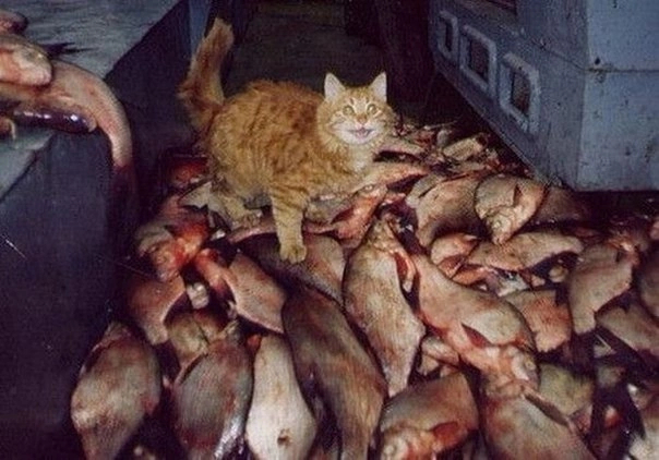 Рыбов много не бывает