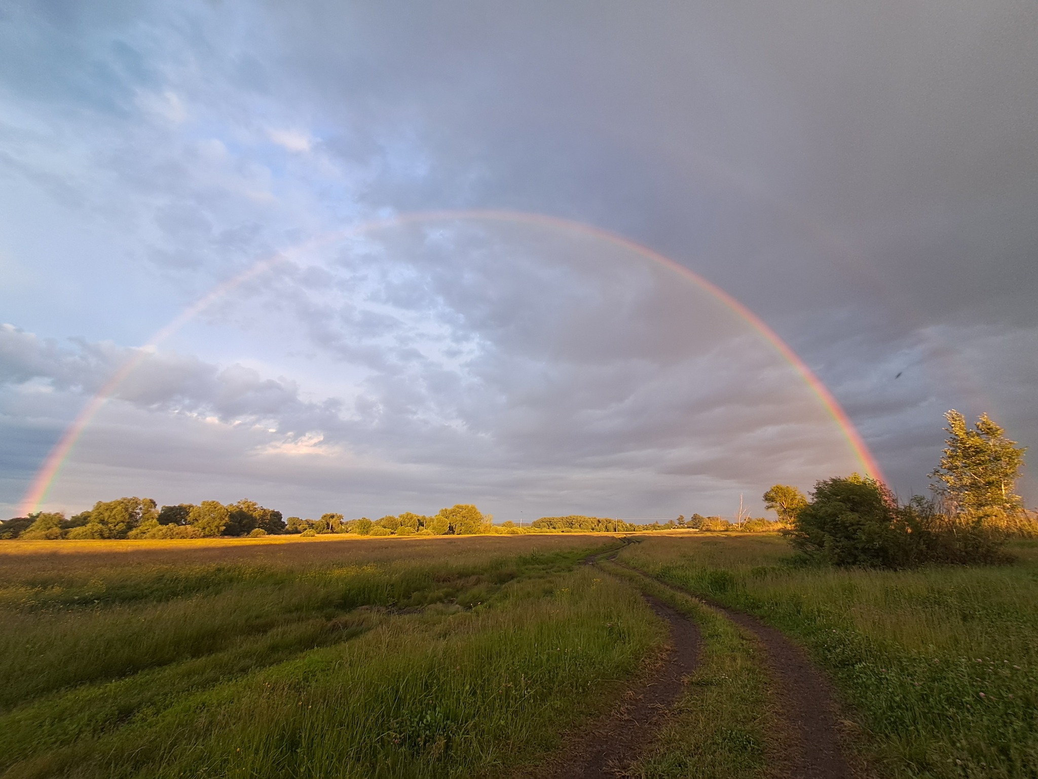 A happy walk on the first day of summer: owls, cuckoos and woodpeckers! - My, wildlife, Swamp owl, Great spotted woodpecker, Cuckoo, Common cuckoo, Meadow Stonechat, Double Rainbow, Longpost
