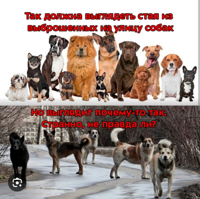 ����� Dimanchii � �� ���, ��������������, ������ ��������� �������� ������?�