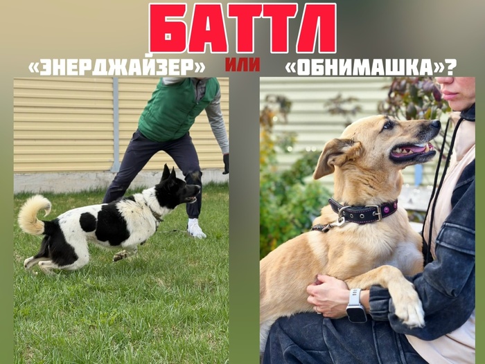 ОПРОС-БАТТЛ: какую собаку вы бы выбрали?