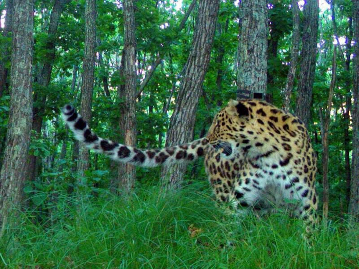 Дальневосточный леопард