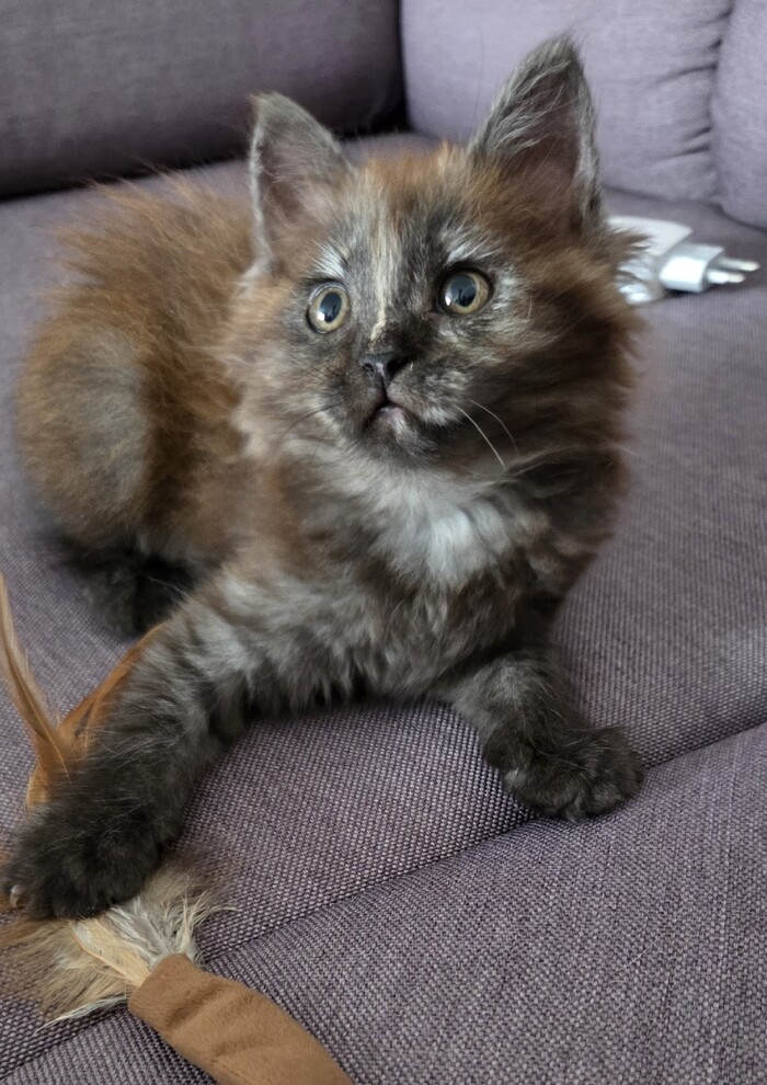 Котенок ищет дом. Краснодар