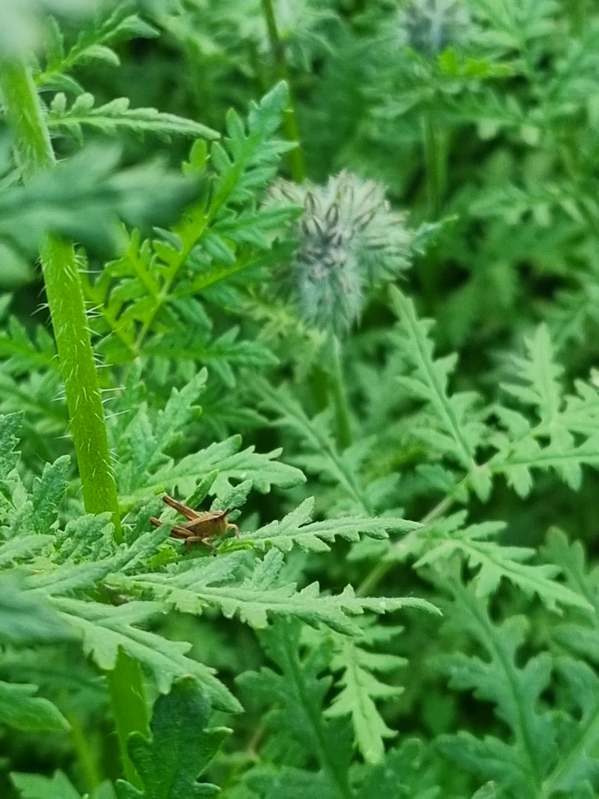 2026 hot season month 4 - My, Spicy, Hot peppers, Pepper, Seedling, Greenery, Grasshopper, Strawberry (plant), Longpost