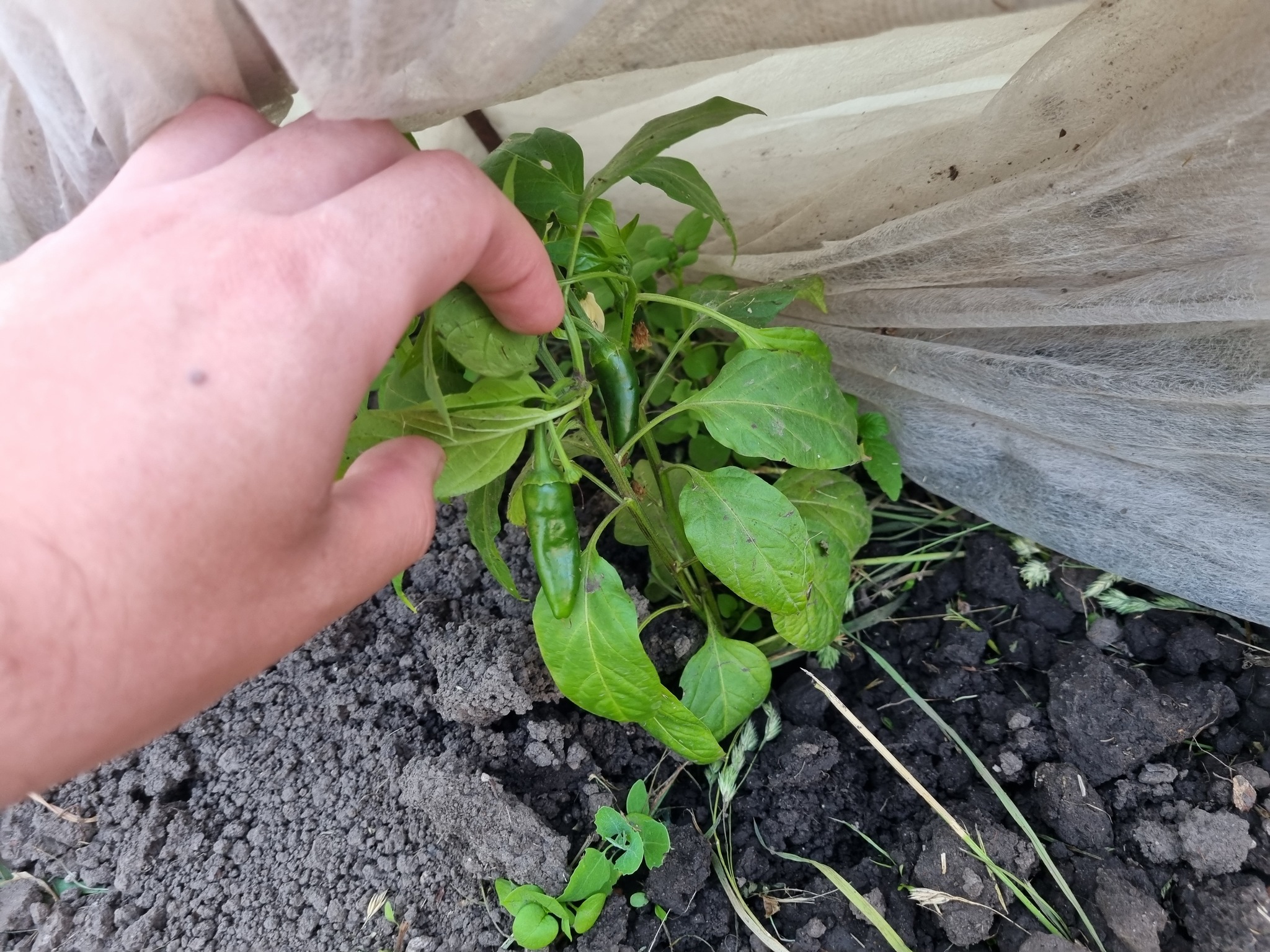 2026 hot season month 4 - My, Spicy, Hot peppers, Pepper, Seedling, Greenery, Grasshopper, Strawberry (plant), Longpost