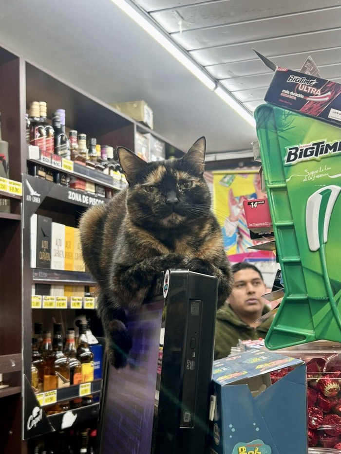 Мы следим за тобой, ничтожество