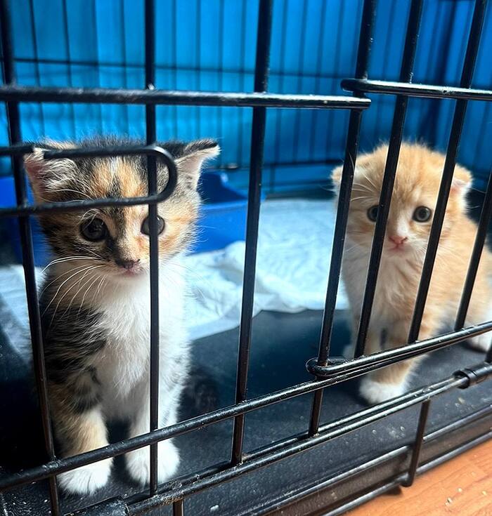 Два чудесных Котёнка ищут дом!