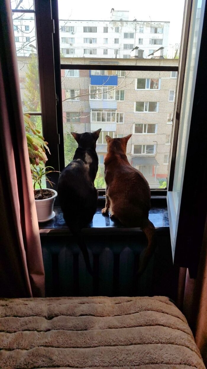 ��� ������ �����