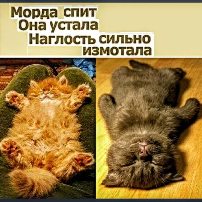 Эта пара милотов превращается в котов