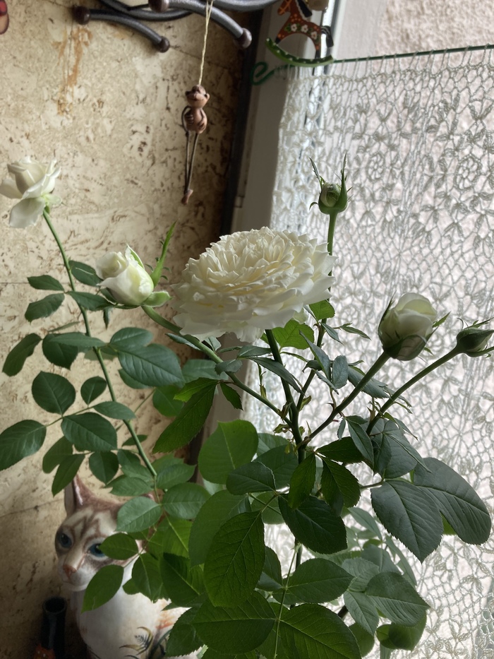 Кустовая роза