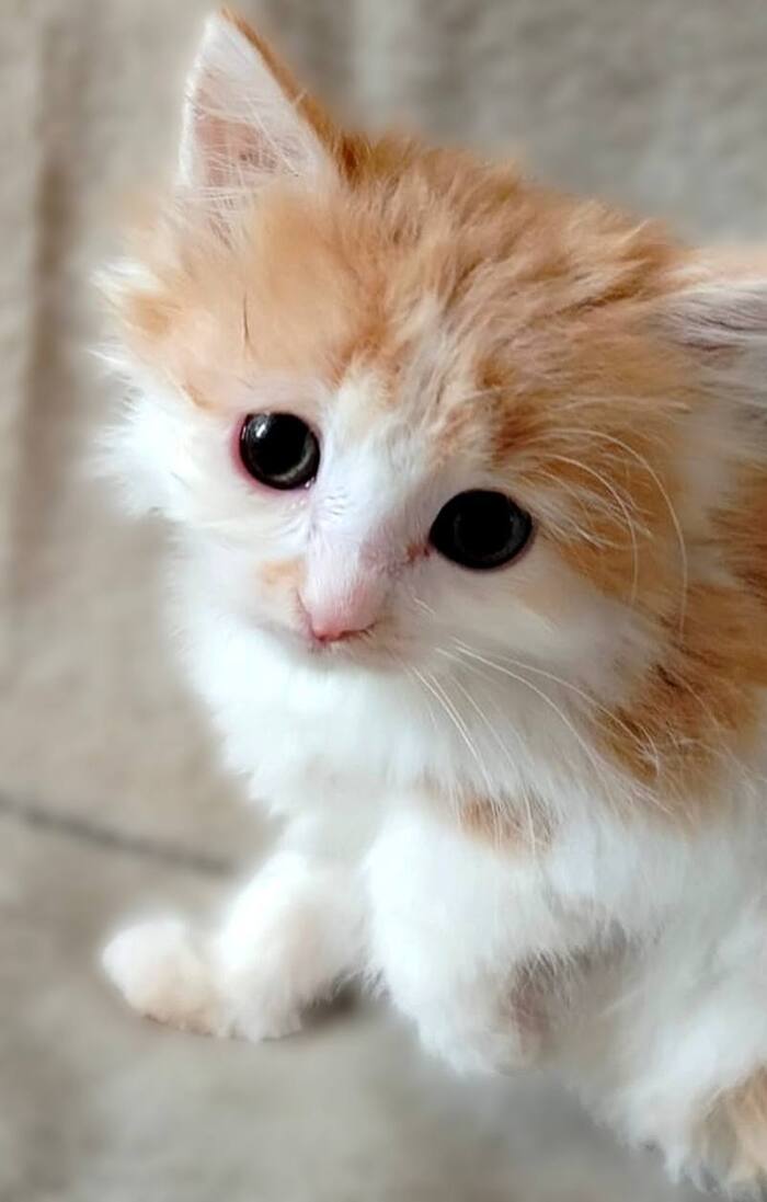 Котёнок девочка по имени Кэнди срочно ищет дом!