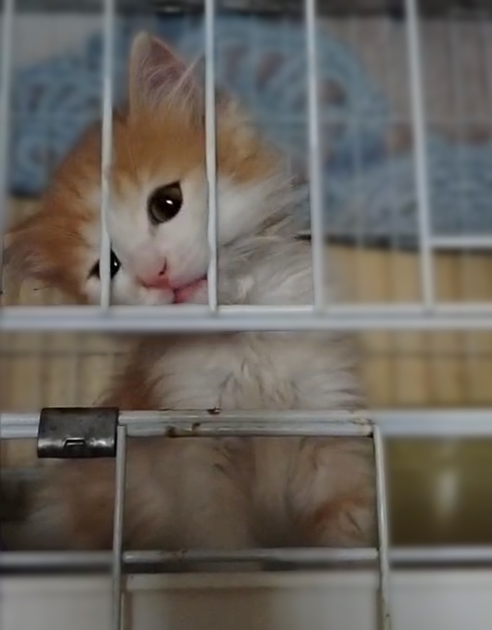 Котёнок девочка по имени Кэнди срочно ищет дом!