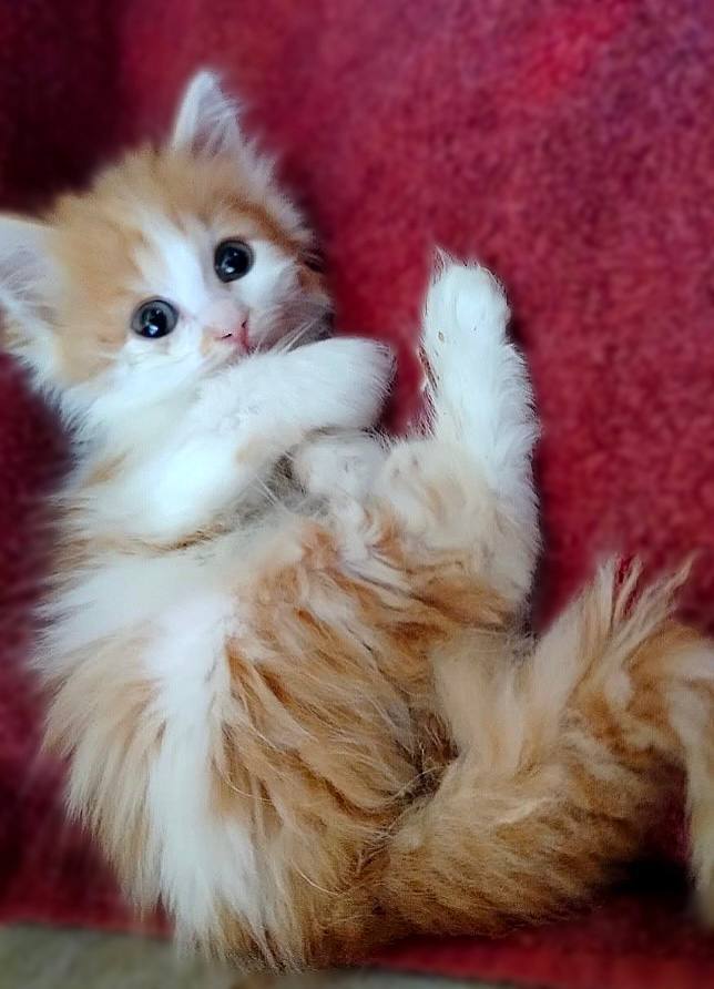 Котёнок девочка по имени Кэнди срочно ищет дом!