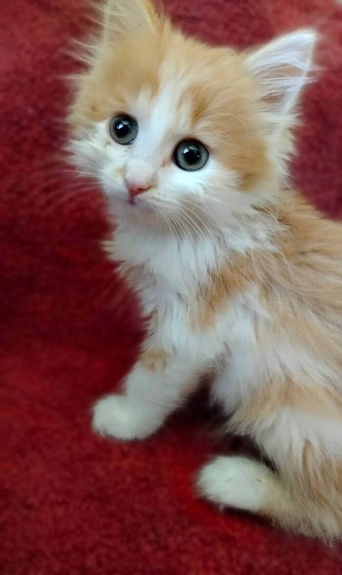 Котёнок девочка по имени Кэнди срочно ищет дом!