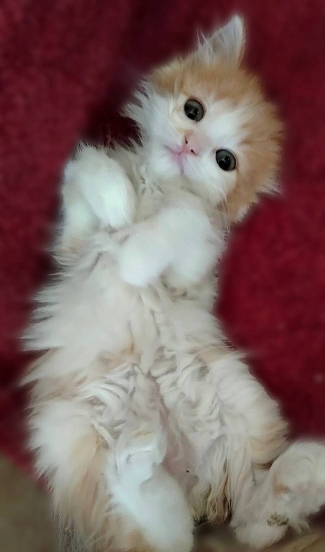Котёнок девочка по имени Кэнди срочно ищет дом!