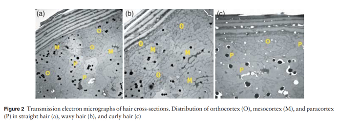 <a href="https://onlinelibrary.wiley.com/doi/abs/10.1111/j.1365-4632.2007.03454.x" target="_blank" rel="nofollow noopener">Электронные микрофотографии поперечных срезов волос. Распределение ортокортекса (O), мезокортекса (M) и паракортекса (P) в прямых волосах (a), волнистых волосах (b) и вьющихся волосах (c)</a>