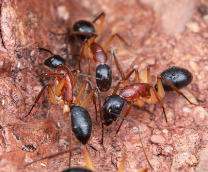 ������������� ��������� (�amponotus nigriceps)