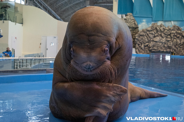 Источник: Елена Буйвол / <!--noindex--><a href="https://pikabu.ru/story/tonna_obayaniya_i_khitrosti_kak_zhivet_i_uchit_tryuki_tantsuyushchiy_morzh_misha_14072198?u=http%3A%2F%2FVLADIVOSTOK1.RU&t=VLADIVOSTOK1.RU&h=65ff03fe28c7228e4127e83457e6f4a14f0430f6" title="http://VLADIVOSTOK1.RU" target="_blank" rel="nofollow noopener">VLADIVOSTOK1.RU</a><!--/noindex-->