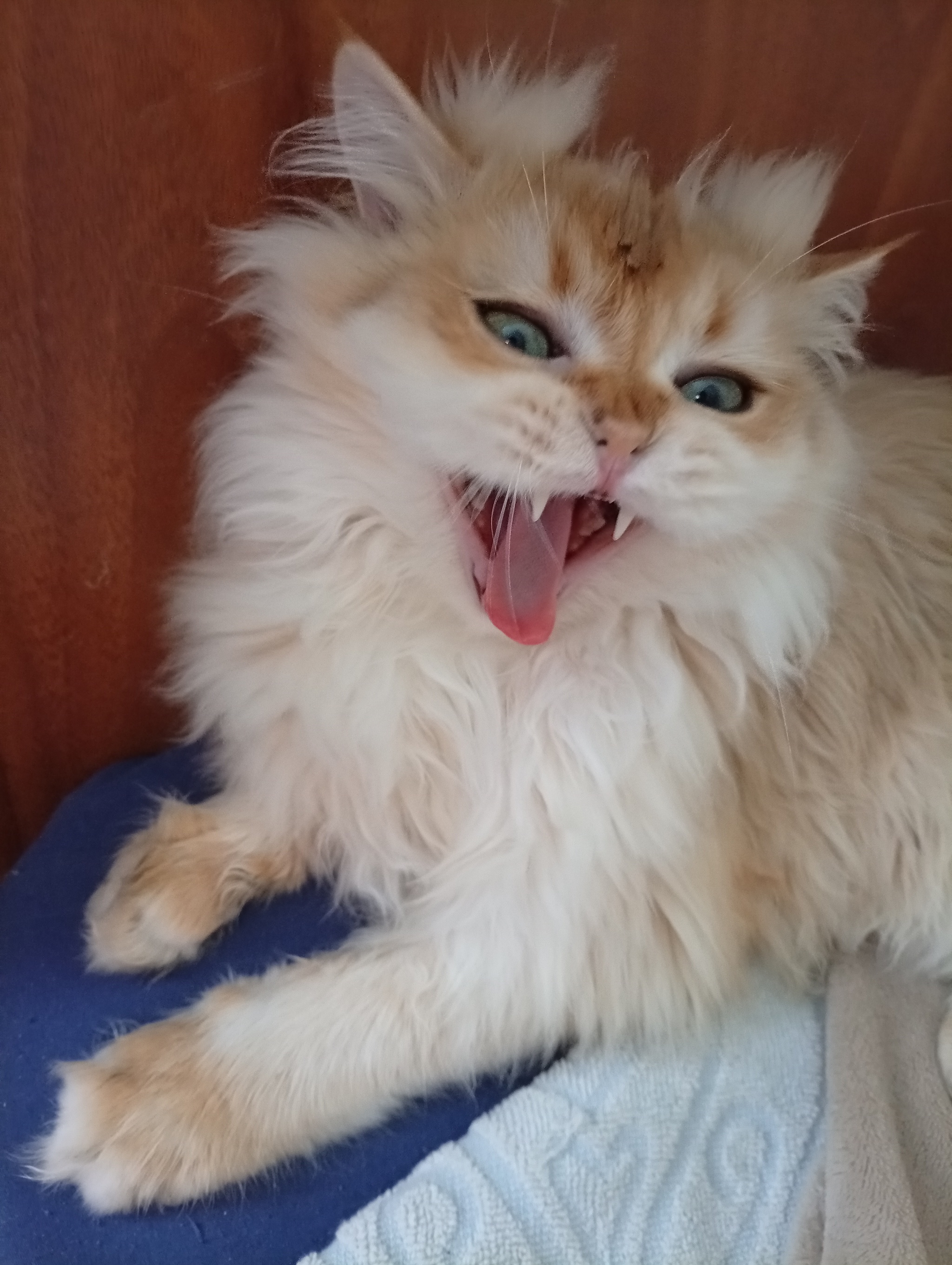 Котейка - Моё, Кот, Котята