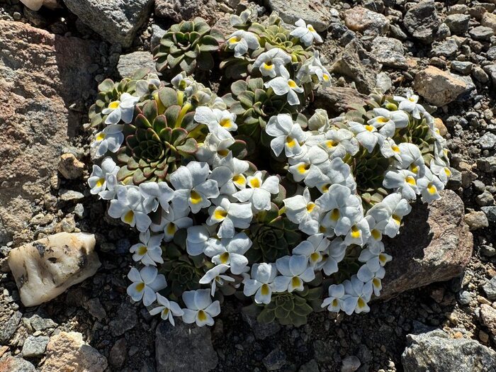 ������ ���������� (Viola sacculus). ���� <!--noindex--><a href="https://d.pikabu.ru/story/fialki_patagonii_14081938?u=http%3A%2F%2Finaturalist.org&t=inaturalist.org&h=36da29dc9fa38f53878b53b1ea8a2c5941d0e9cc" title="http://inaturalist.org" target="_blank" rel="nofollow noopener">inaturalist.org</a><!--/noindex-->