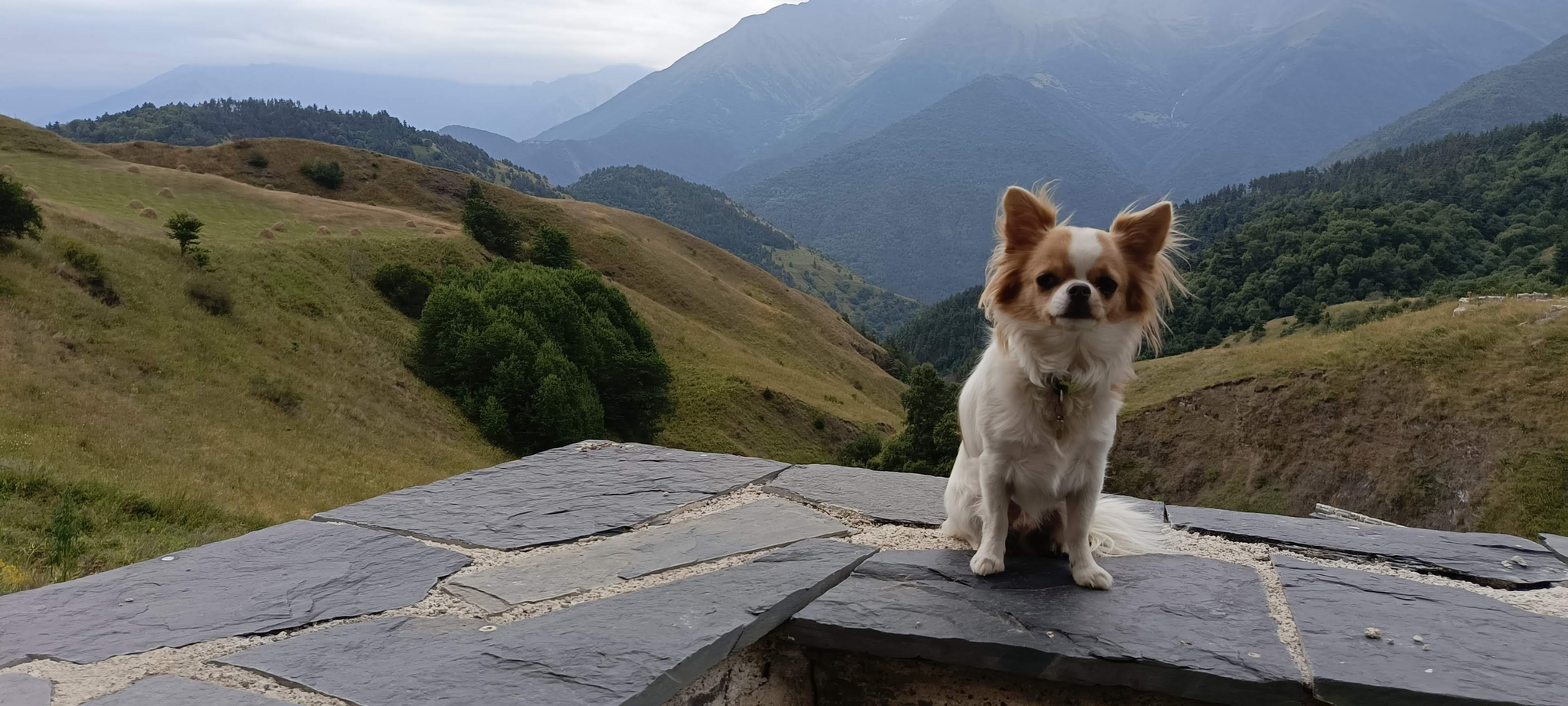 Response to the post Unfunny Pictures and Reposts, June 16, 2026 - Series Traveling, My, Picture with text, Reply to post, Gelendzhik, Hyper-care, Ferris wheel, the USSR, Safety engineering, A responsibility, Common sense, Chihuahua, Longpost