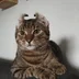 Wazelinyc