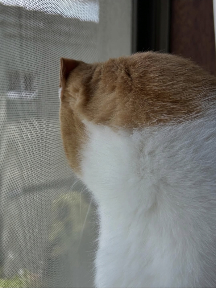 Кот дня