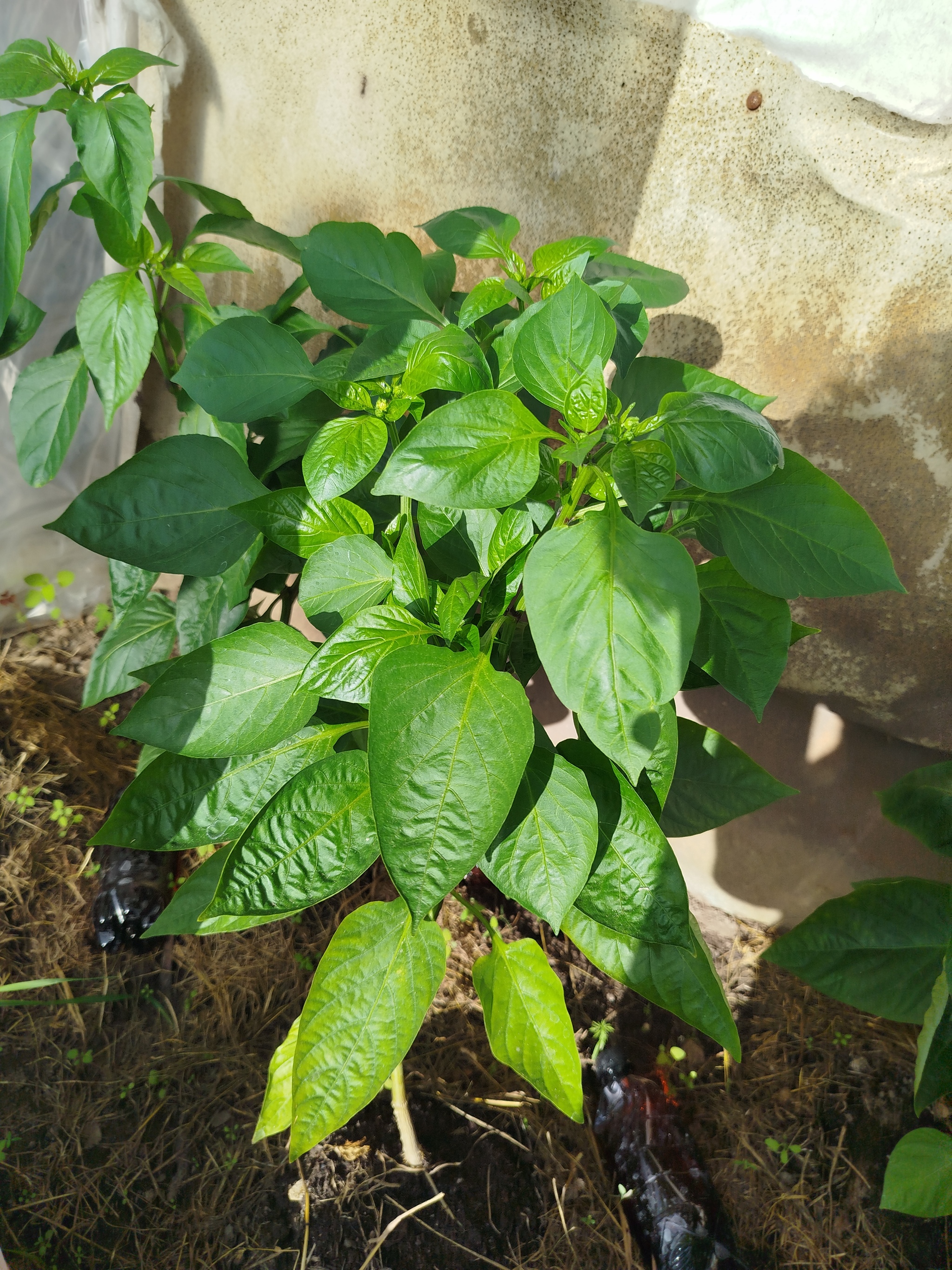 Please help me identify what kind of miracle is growing. - Hot peppers, Growing, Longpost