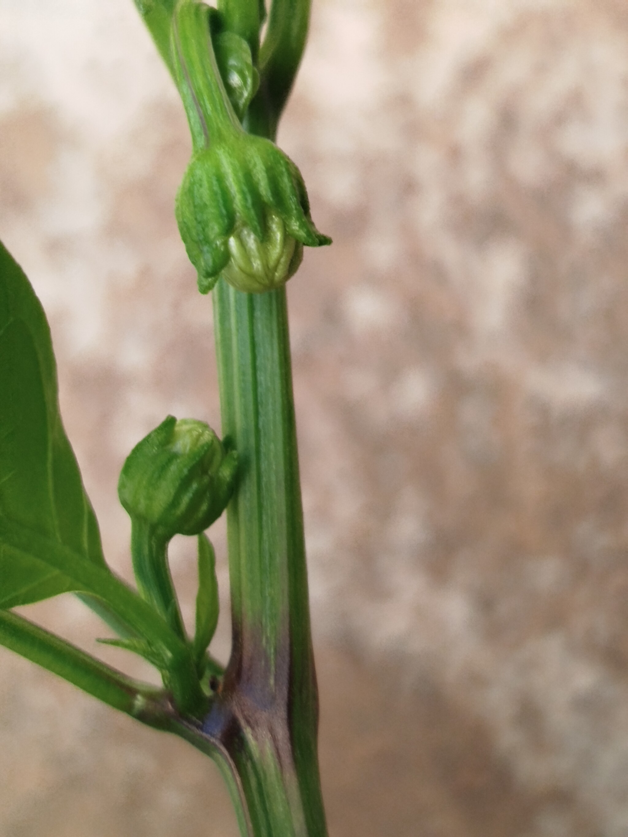 Please help me identify what kind of miracle is growing. - Hot peppers, Growing, Longpost