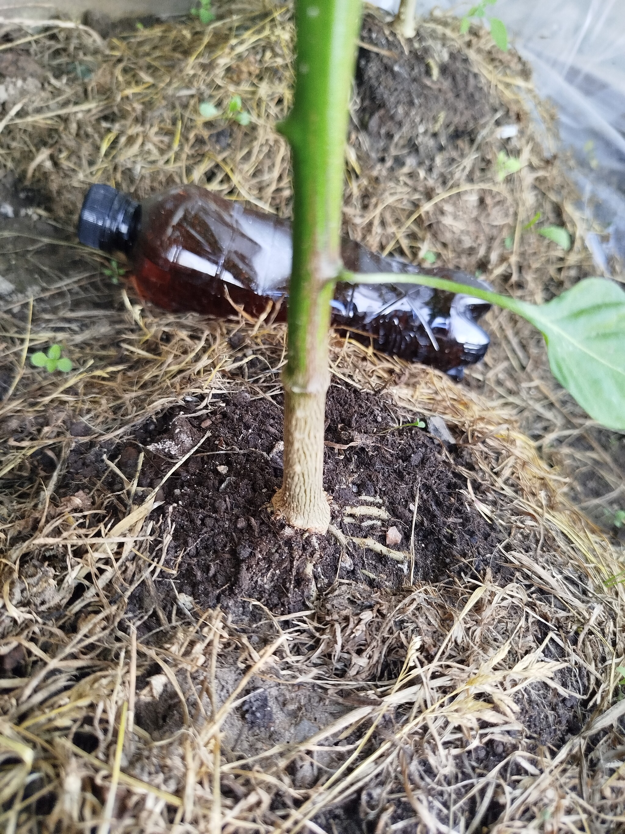 Please help me identify what kind of miracle is growing. - Hot peppers, Growing, Longpost